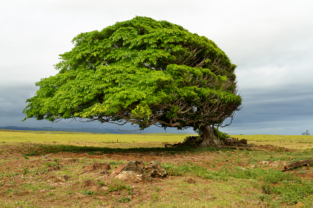 Hawaii - 002.jpg